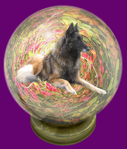 berger belge