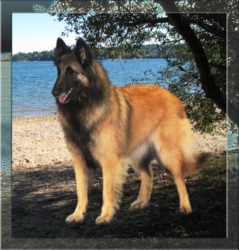 berger belge