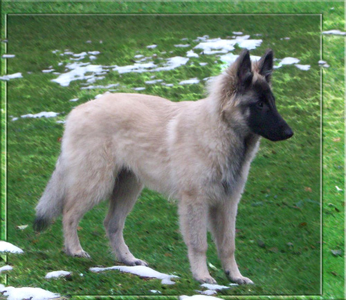 berger belge